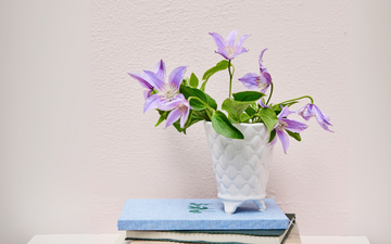 Foråret bringer liv og farver til haven, men det kræver den rette pleje for at holde dine forårsblomster sunde og blomstrende - Lene Bjerre