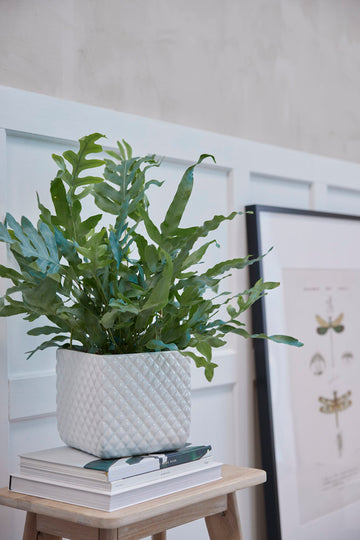 Hvide urtepotter og urtepotteskjulere