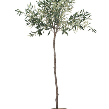 Oliventræ Flora 160 cm. Lene Bjerre Design DK